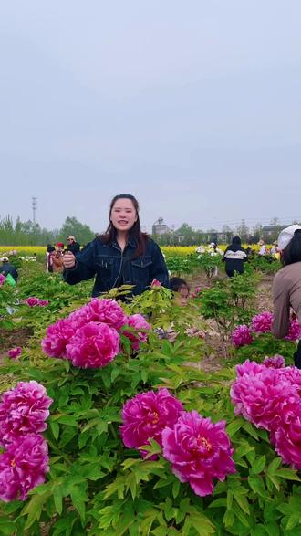 南山牡丹园开园啦,真的好美啊#沛县 #南山牡丹园 #杨屯 #牡丹花儿朵朵开