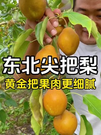 能让东北人吃出小时侯的味道 酸甜可口的尖把梨#酸酸甜甜 #儿时的味道 #尖把梨