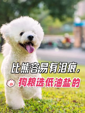 比熊容易有泪痕,狗粮选低油低盐的#比熊 #狗粮推荐 #狗狗
