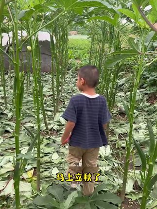 立秋种秋葵,好吃又好种
