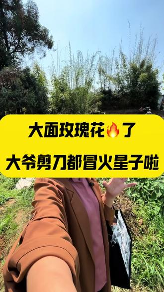 一块钱一朵的玫瑰🔥了,看花的人蜂拥而至,大爷的剪刀都着不住剪的冒火星子,快来抢玫瑰花#成都 #大面玫瑰花园#龙泉大面二手房 #龙泉新房 #成都龙泉大面小学后面首钢东境风华后面空地