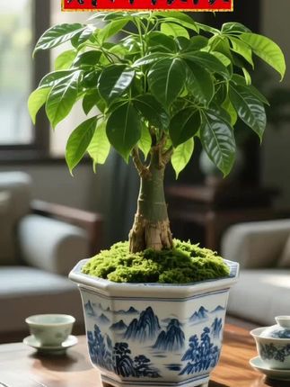 新抽的嫩芽裹着晨光,肥厚的叶片托着福气,往客厅角落一放,整个家都有了生机。它不挑水土,懒养也能疯长,像极了悄悄拔尖的日子。每片叶子都朝着阳光舒展,仿佛在说:「别慌,好运正在扎根」,朋友乔迁带一盆,新店开业摆两株,连出租屋的窗台都能因它添几分踏实。不用时时照料,却默默攒着旺气——愿这抹绿意,陪你把小日子过成参天模样。#发财树 #发财树养护 #绿植花卉 #盆栽绿植 #发财树摆件