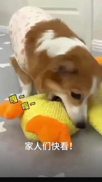 颗粒绒面料耐啃耐咬,怎么拉扯都不变形!
一捏就发出嘎嘎嘎的仿真鸭叫,瞬间勾起狗狗好奇心!#宠物 #狗狗玩具 #宠物玩具 #发声玩具 #生活随拍。