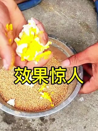#斗鸡养殖#小斗鸡#催肥#饲料