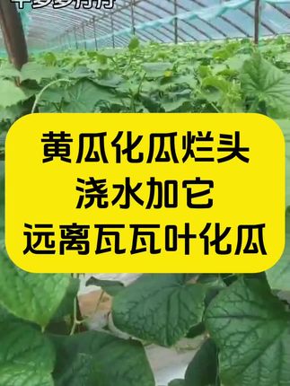 黄瓜化瓜烂头愁死人?浇水加它,远离瓦瓦叶化瓜#黄瓜种植技术 #黄瓜种植 #黄瓜