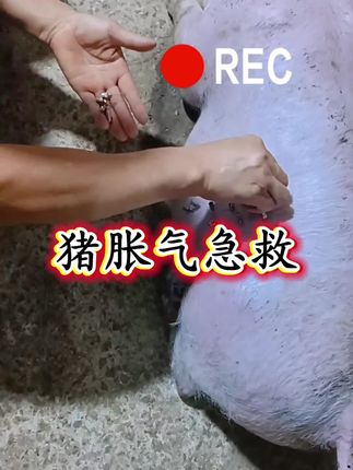 猪胀气,急救,避免损失#养猪人 #养猪人加油干坚持就是胜利 #支持三农助力三农 #猪病小知识 #猪病技术