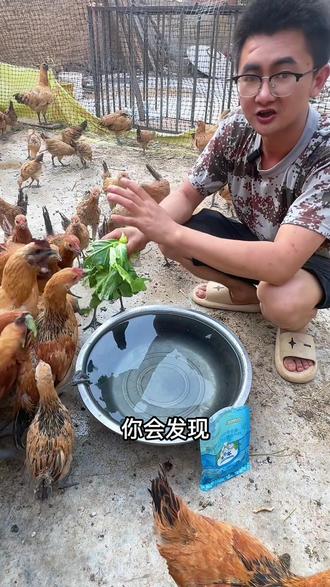 天气太热了 我们会选择吃冰棍
那鸡太热了 我们该怎么办
夏天养鸡防暑不可大意#养鸡防暑#防暑降温 #冰爽VC #冰爽一下#养鸡技术指导