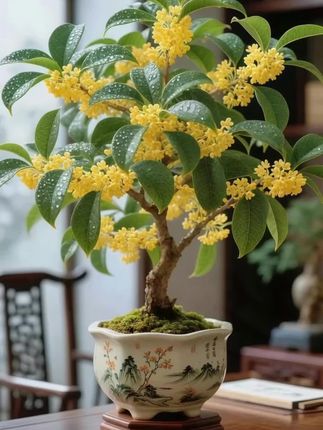 秋风起,桂花落,一室皆香~四季桂盆栽,把秋天的氛围感搬进你家!圆圆的绿叶间,藏着点点金黄,风一吹,花香轻轻漫开,甜而不腻,像极了小时候巷口的味道。它不挑环境,阳台、书桌、窗台都能安家,四季常青,春秋尤盛。几缕阳光、一杯热茶、一树桂花,时光都慢了下来。不用远行,也能收获满园的诗意。摆一盆在家,让空气里飘着秋天的浪漫,让每个清晨和夜晚,都有桂香相伴。现在入手,正是赏桂好时节,把这份温暖带回家,让家,四季有花,日日有香。#四季桂花 #室内盆栽 #緑植盆栽 #阳台盆栽 #养花人的乐趣