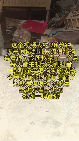 #中华田园犬 #流浪狗 #狗狗 #记录真实生活 #幸福
今天所有的小狗都找到爱心朋友领养走了!这个视频记录了最后两天我给它们喂食以及最后三只被领养!
从第一次遇到小狗的惊喜,到每天投喂的点滴。从小黑狗每天胆小躲避,到今天敢当着我面吃饭而且还让摸,一共33天,小黑狗也是这最后一天让我摸,可能它知道快要被领养走了,所以让我摸吧。这33天每天喂小狗自然是舍不得。但是条件有限,另外别墅负责人也要让把小狗清理走,我不清理人家叫人清理。所以我不送人也得送了。流浪狗就是这样的命运。第一次见到是7只小狗,死了两只,丢了一只,剩四只都被领养。最后希望它们的命运有吃有喝有温暖。也祝福观看视频的爱心朋友健康快乐每一天!感谢您!