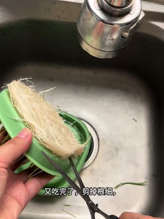 #猫草 #猫咪的迷惑行为 #猫咪零食 #无土水培 #水培猫草