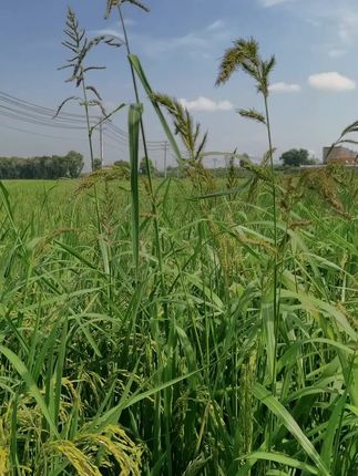 塞外稻夫粮油我们就做不同 #粒粒皆辛苦 #我的农村生活 #田间地头走一走 #乡村田野 #农民的心声