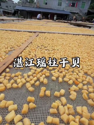 今年瑶柱就到尾声了,错过又要等一年#湛江瑶柱干贝#湛江海味#湛江特产