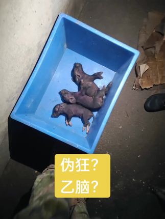出生3天仔猪,我该怎么办?#自繁自养 #仔猪养殖
