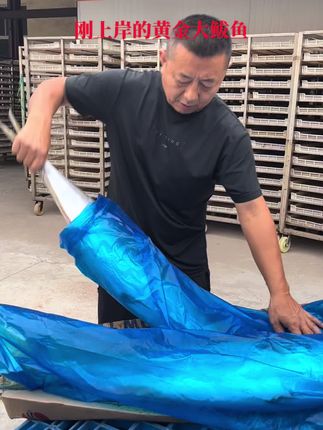 黄金大鲅鱼礼盒装#祝大家年年有鱼