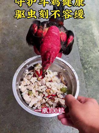 #斗鸡#斗鸡文化 #斗鸡爱好者 #斗鸡爱好者 #斗鸡养殖 @