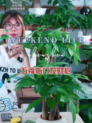 #好看的花一定要分享给你 #五福临门发财树(40-45cm)盆栽室内办公室懒人绿植桌面花卉好养