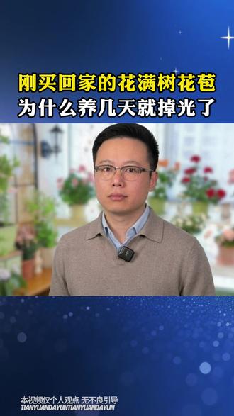 刚买回家的花满树花苞,为什么养几天就掉光了 #养花小知识 #三农 #补酸 #补酸排碱剂