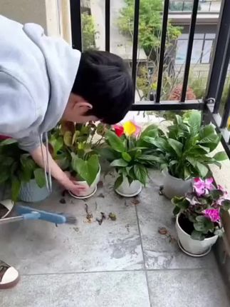 悬挂花盆挂架#家庭种植 #非常方便实用#家庭园艺 #绿植盆栽 #分享生活小技巧