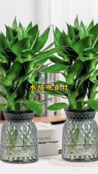 漂亮的水培观音竹,好看又好养,四季绿油油#爱生活爱养花 #室内盆栽 #观音竹 #适合室内摆放的花卉盆栽推荐 #水培植物