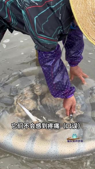 海蜇被刮掉皮,会感觉到痛吗? #科普动物 #动物知识 #海蜇 #美食