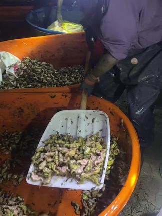 湖北清水老菱角,原产地现摘现发,老菱角煮熟吃更粉糯更香#菱角#家乡的味道 #童年记忆小零食#优质农产品