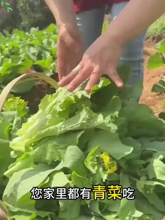 现在种上速生白菜苔,青菜一种吃到年底,脆嫩爽口,怎么吃都好吃!#三农种植 #速生白菜苔 #蔬菜种子 #阳台种植 #白菜苔种子