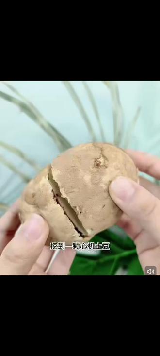 你吃土豆了吗?#土豆雪糕 #雪糕