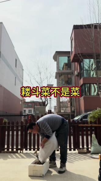 耧斗菜换盆 耧斗菜不是菜#耧斗菜#换盆