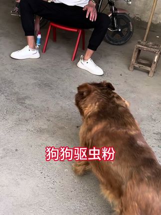 #驱虫#狗狗驱虫