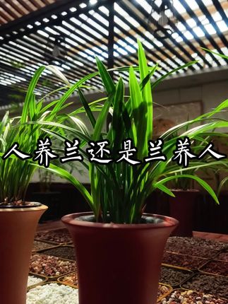 雅亭轩园艺兰花植料花卉营养土 人养兰还是兰养人?#养兰 的终极意义是什么