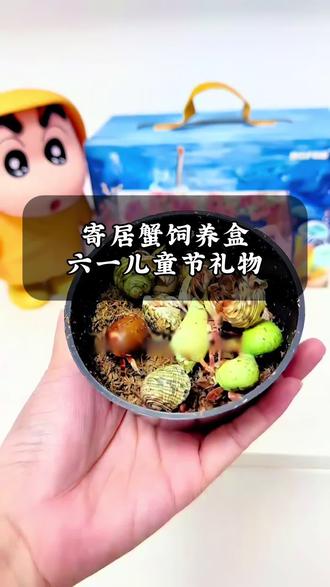 孩子超爱的寄居蟹饲养箱,六一安排上 #创作灵感 #寄居蟹 #六一儿童节礼物 #六一儿童节 #寄居蟹饲养