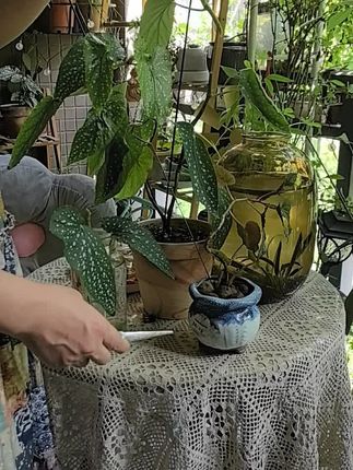 秋海棠的枝条长得太高,可以砍头下来水培,等发芽后再转土培,成活率极高!#秋海棠#扦插育苗 #阳台养花 #日常分享