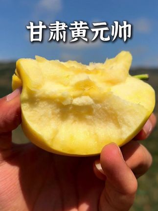 甘肃黄元帅 黄元帅的甜,是小时候的秋天,是咬的动的时光糖#新鲜采摘 #优质农产品 #农产品 #三农 #甘肃黄元帅苹果