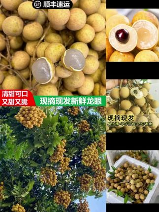 【顺丰包邮】广东高州石硖龙眼现摘现发核小肉厚新鲜应季龙眼水果