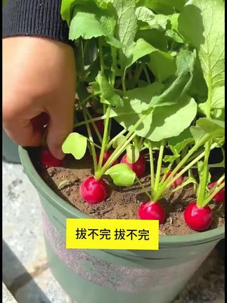 【3包樱桃萝卜种子】迷你萝卜种子庭院水果四季萝卜菜籽阳台盆栽#樱桃萝卜种子#樱桃萝卜#庭院种植#在家种菜#阳台种植