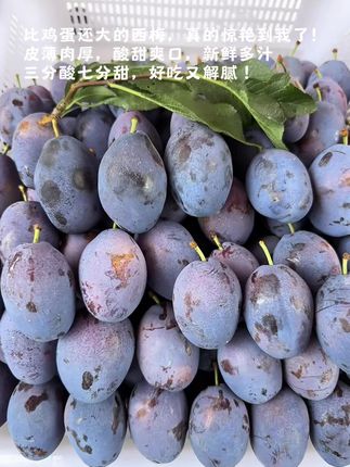 又到了吃西梅的季节了,皮薄肉厚、酸甜可口,一口爆汁,都是新鲜采摘,放软了吃更甜!#应季水果 #优质水果 #快来一起尝个鲜 #爆汁 #营养丰富