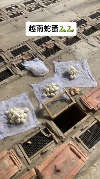 蛇蛋你看过了没 🤭🐍🐍#蛇蛋 #眼镜蛇 #越南 #蛇酒