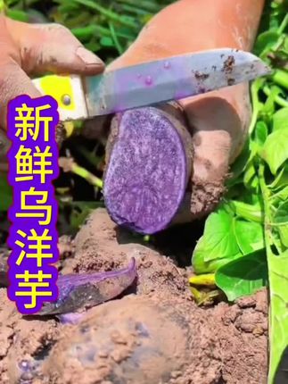 #三农种植 #软糯香甜 #农产品 贵州六盘水小乌洋芋紫皮土豆新鲜乌洋芋七彩土豆马铃薯应季特产鲜果