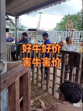 #直播高光 超越相似主播音浪值#自繁自养 #黑山羊养殖 #养牛致富 保山牛羊养殖