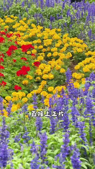 牛马周末救赎之云台看花vlog
#vlog #花 #周末去哪