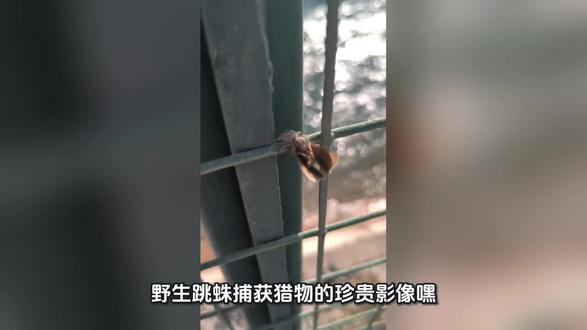 野生跳蛛捕获猎物的珍贵影像
