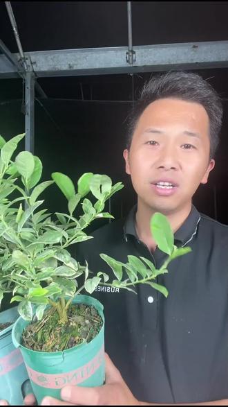 泰国花叶柠檬盆栽!花香叶香果香全占了!