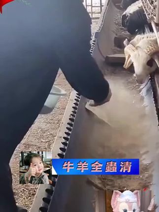#养牛人 #养羊技术 #养羊技术分享