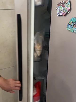 宠物必备 #宠物冰垫#夏季好物