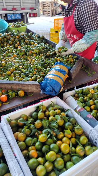 广西茶橘,一口清甜,告别冬日干燥! 广西清香茶橘,比砂糖橘还甜,果皮自带茶香味#清香茶橘 #橘子 #各行各业版你问我答 