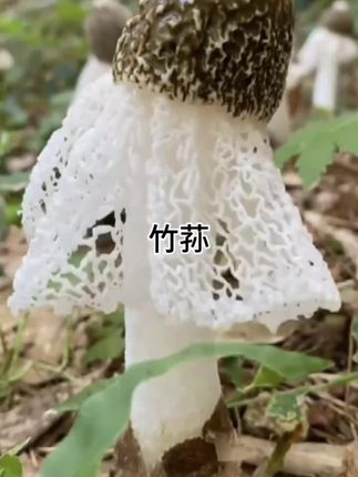 这个东西你们吃过吗?它是竹荪,吃起来口感脆嫩爽滑,而且做法简单多样,无论是炒菜还是煲汤都特别好吃。我们的竹荪都是自然生长的,没有经过人工干预,保持了原本的味道。#干货 #竹荪 #优质农产品