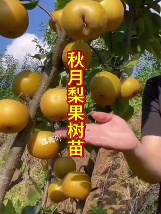 秋月梨果树苗#三农 #果树苗 #种植小技巧 #种植 #果树苗
