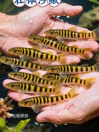 鱼缸“全能精灵”壮体沙鳅,新手必入! 身披黄绿底纹配褐黑条纹,灵动触须甩动如活水墨。既是颜值担当,更是清洁小管家——啃青苔、清残饵,缸底洁净全靠它。 适应力强耐活好养,不挑水质饲料,混养温和不扰群 。看它化身“水中闪电”穿梭造景,野趣与省心一键拥有,解锁治愈赏鱼日常!#养鱼人 #观赏鱼 #壮体沙鳅 #养鱼日记 #养鱼