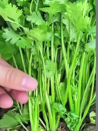 四季小香菜种子阳台室内花卉盆栽小香菜蔬菜种子四季可播种种籽#在家种菜 #香菜种植 #绿色蔬菜 #阳台小院均可种植 #优质农产品