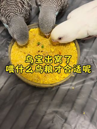 鸟宝出窝了喂什么鸟粮才合适呢#鹦鹉 #养鸟经验分享 #宠物 #鸟宝宝 #鹦鹉日常